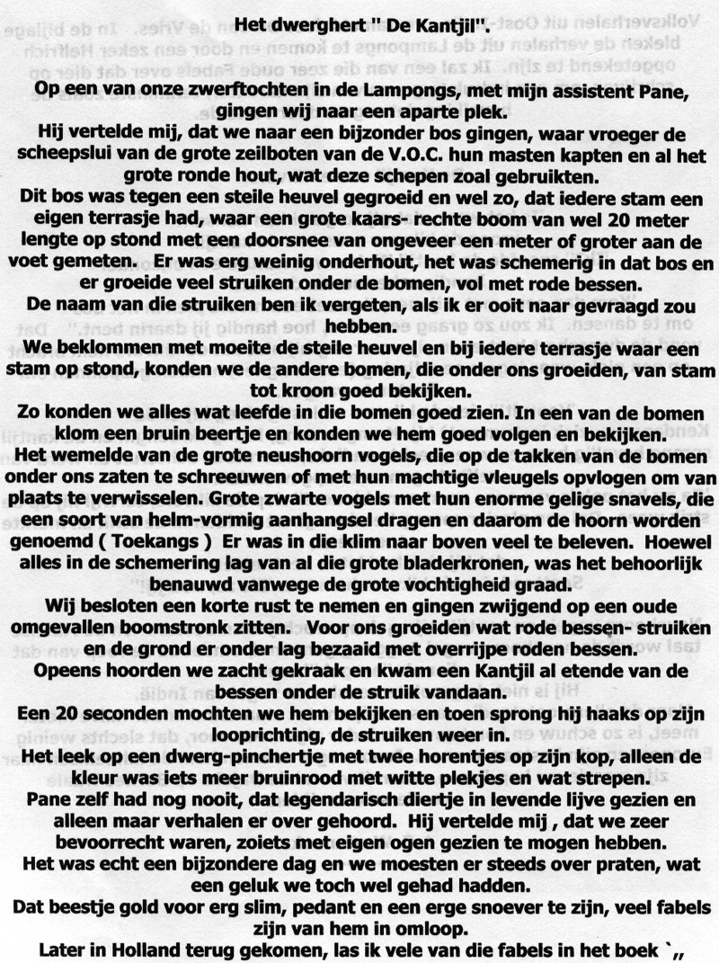 bosvoormastenzdsumatra.jpg - 485.58 Kb