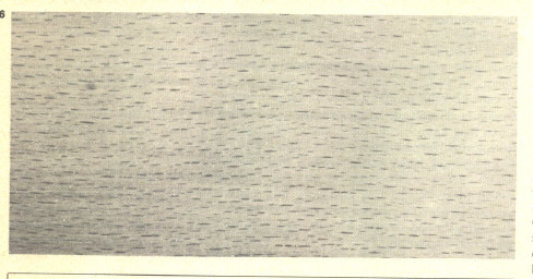 dosse_beukehout1.jpg - 40.98 Kb