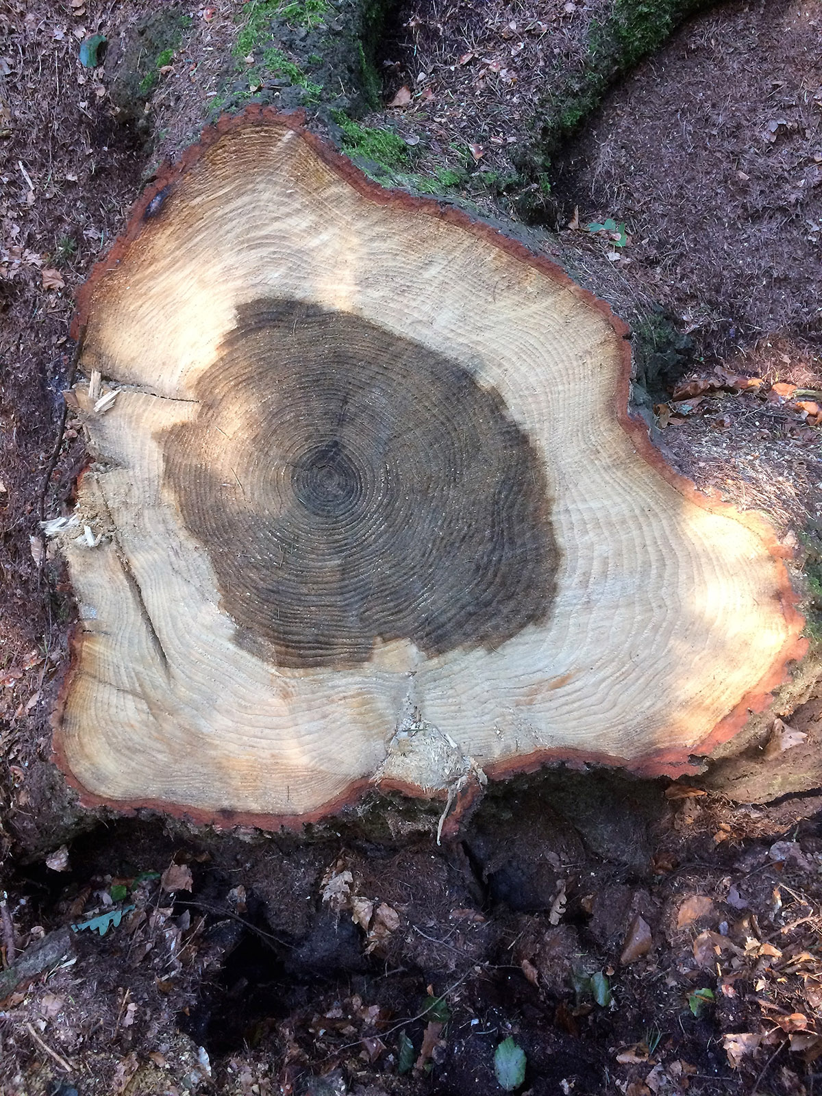 Het ontstaan van hout